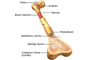 Neuropathy Relief Center of Miami Research Review: Long-term effect of full-body pulsed electromagnetic field and exercise protocol in the treatment of men with osteopenia or osteoporosis: A randomized placebo-controlled trial - A randomized placebo-controlled trial