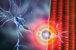 What is Ischemia? Major Cause of Peripheral Neuropathy? Unfortunately these medications do not rehabilitate the damaged blood vessels or damaged peripheral nerves that are causing the neuropathy symptoms (Nerve Cell Death).